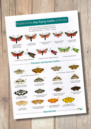 Moth Recognition Chart