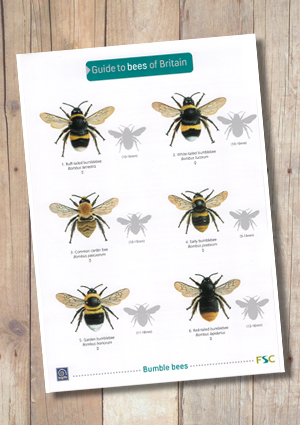 Bumble Bee Chart