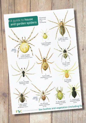 Spider Identify Chart