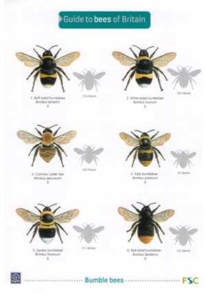 Bumble Bee Identification Chart
