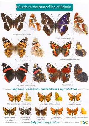 Butterfly Identification Chart