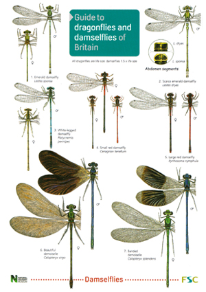 Dragonfly Identification Chart