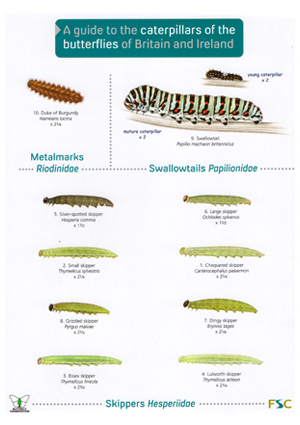 Caterpillar Identification Chart Uk