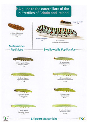 Caterpillar Chart