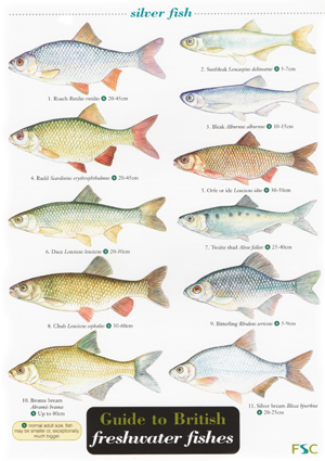 Freshwater Identification Chart