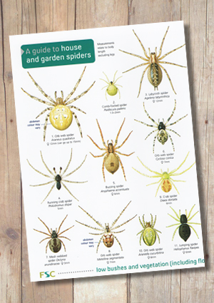 Bugs x5 Laminated ID Chart including Ladybirds, Grasshoppers, Spiders ...