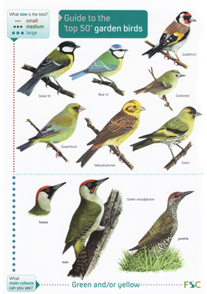 Birds And Insects Chart