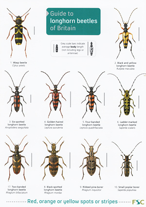 Beetle Identification Chart