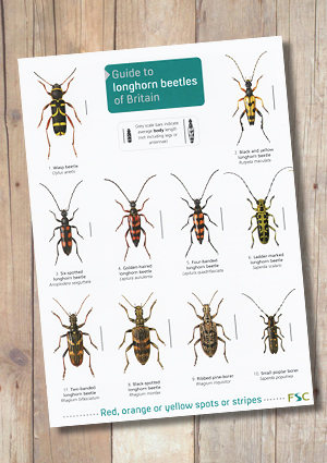 British Spider Identification Chart