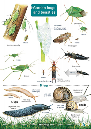 Garden Bugs and Beasties (Laminated ID Chart) – Steven Cheshire's ...
